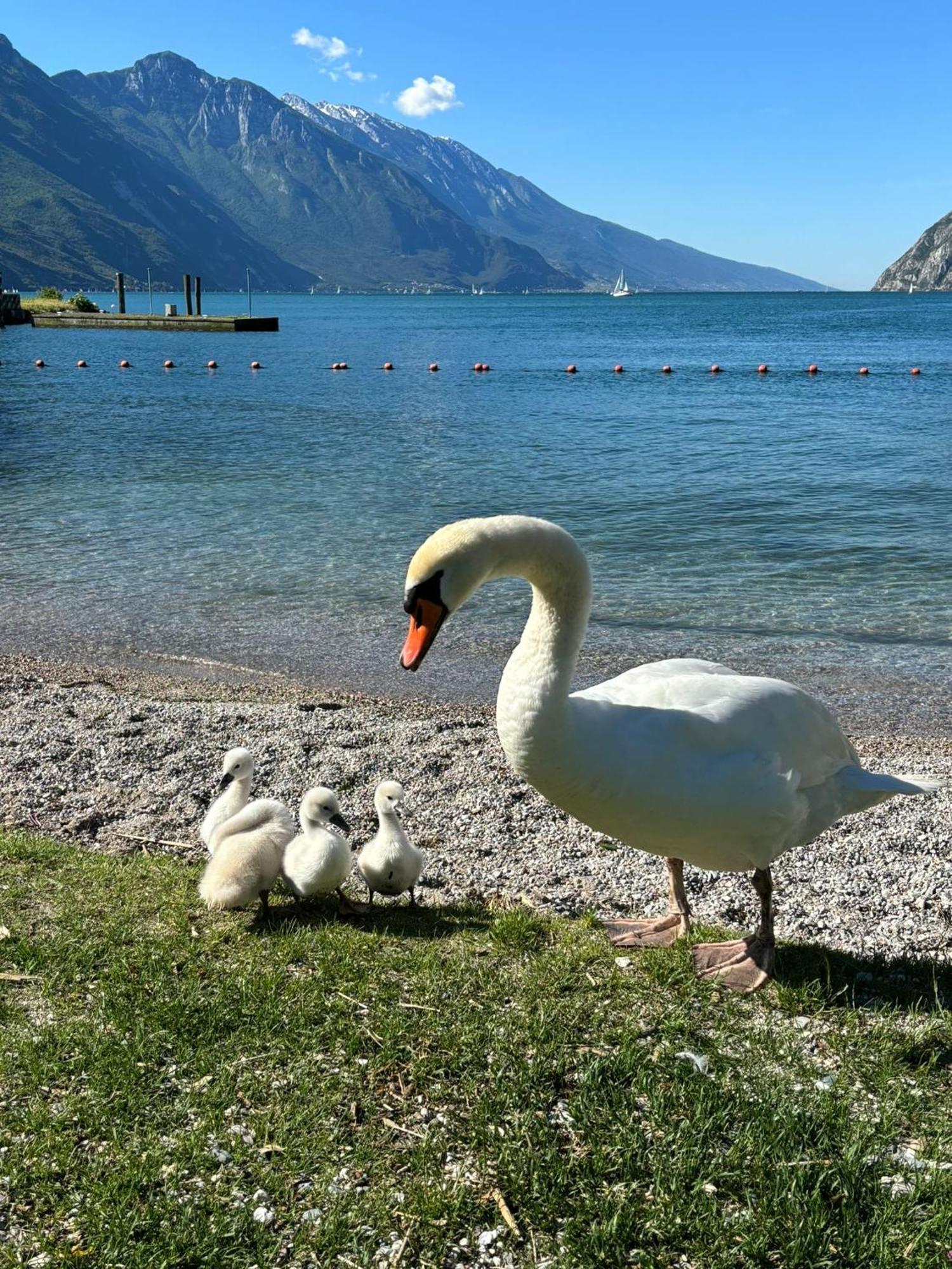 Apartment Garden & Pool Perugini Torbole Sul Garda